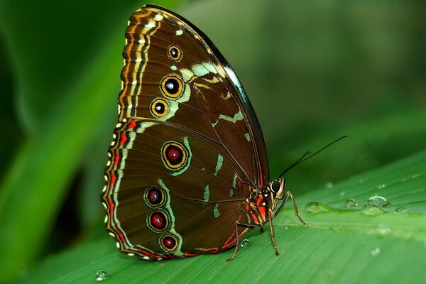 Farfalla Morpho tropicale su foglia con gocce di rugiada