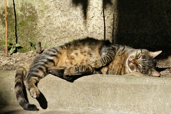 A street cat sleeps in the warm sun