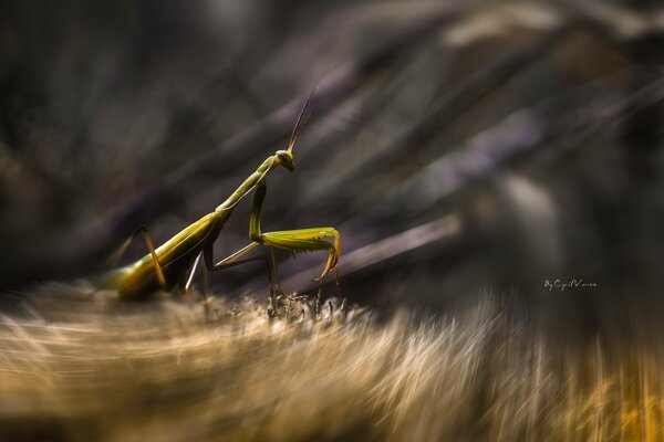 Mouvement de la mante verte en macro