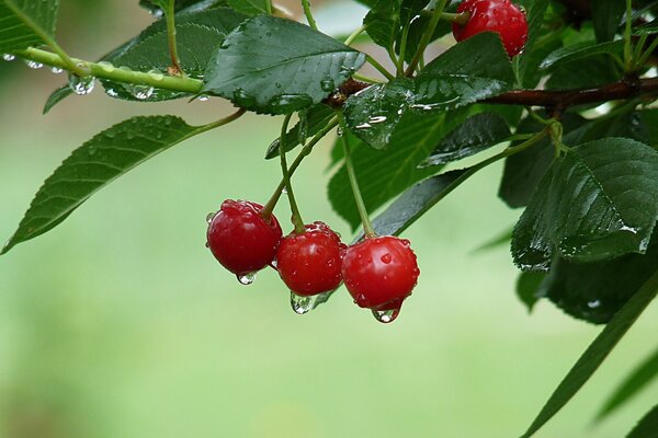 Trois cerises sur un arbre