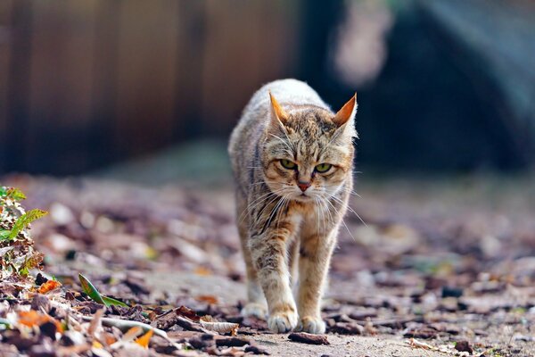 Un gato salvaje fruncido camina por el follaje de otoño