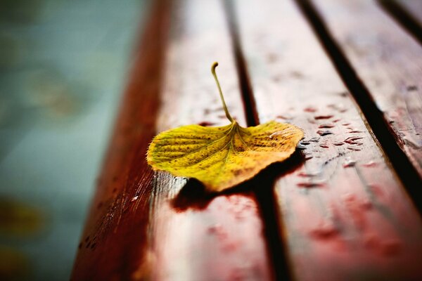 Samotny żółty liść na mokrej ławce