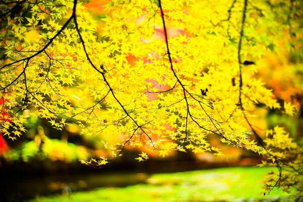 Beauté de la nature, feuilles jaunes sur l arbre