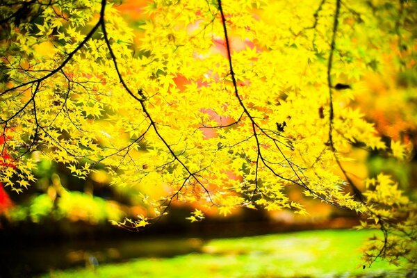 Piękno natury, żółte liście na drzewie