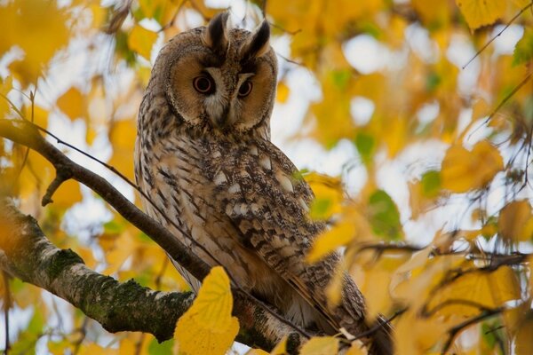 An owl poses in the autumn forest