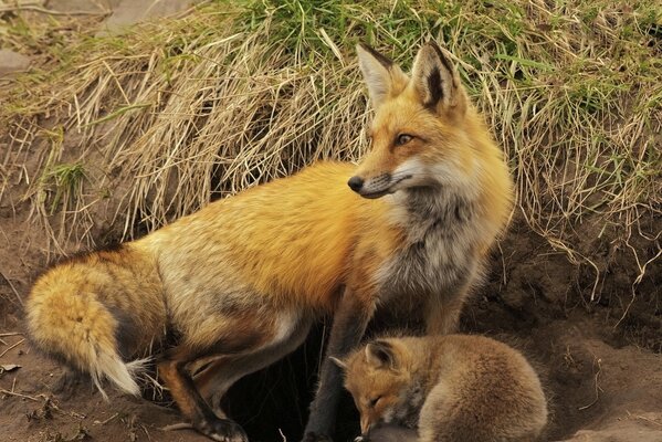 Fuchs und Fuchs im gelben Stroh