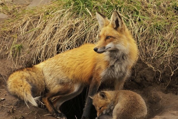 A fox and a fox cub in yellow straw