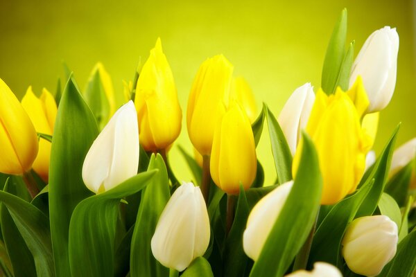 Bouquet of tulips in focus