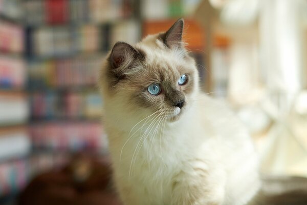 El gato siamés Mira de cerca