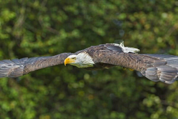 Spectacular flight of the bald eagle