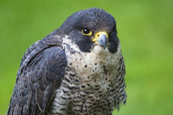 A predatory falcon on a green background