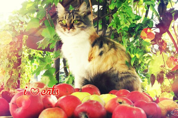 Green-eyed tricolor cat sitting in apples