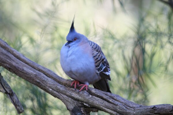 A wild pigeon is sitting on a branch