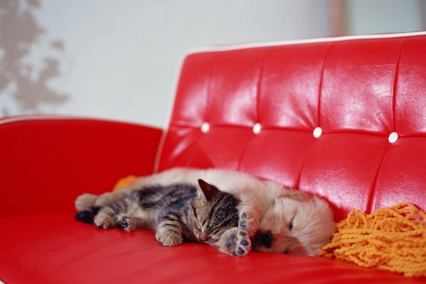 Piesek i kotek leżą na kanapie