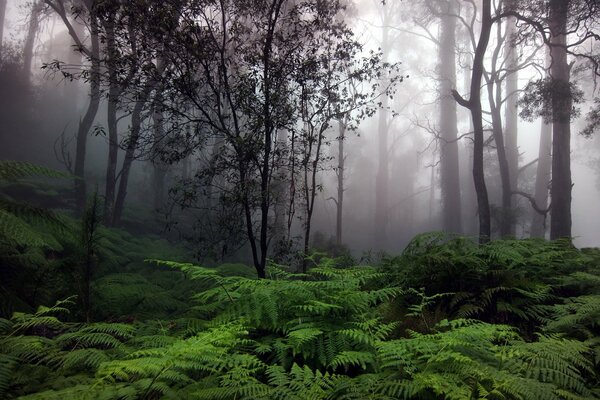 Bosque en penumbra con helecho