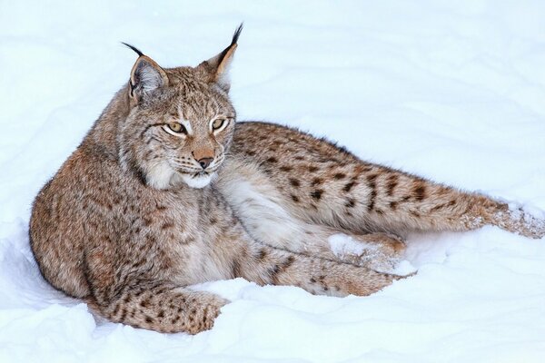Brooding lynx on white snow