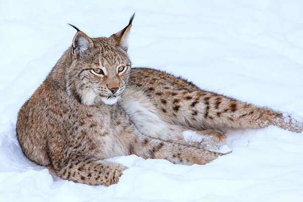 Lince meditabonda sulla neve bianca