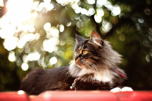 Fluffy cat enjoys summer