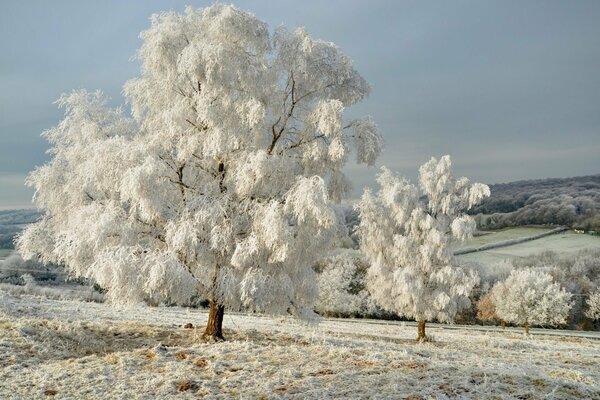 Landschaft, Winterhimmel, Bäume im Schnee