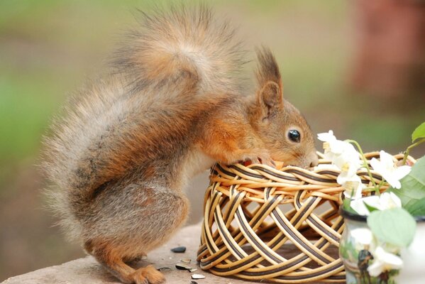 Curious squirrel fumbles in the basket