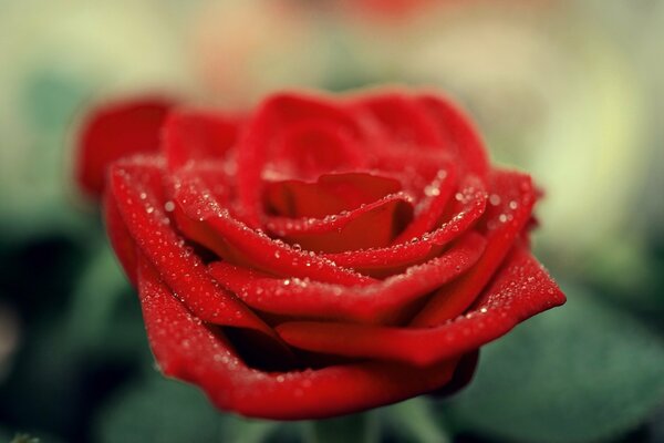 Gotas de rocío en una rosa roja