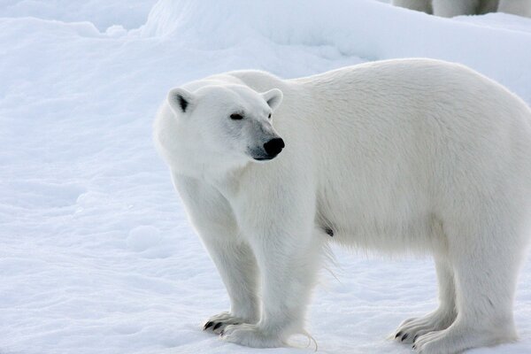 Eisbär in der verschneiten Antarktis