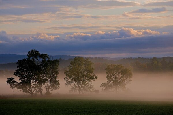 Le ciel dans les flancs, le brouillard sous les arbres