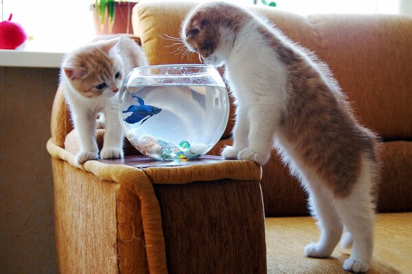 Curiosos gatitos pelirrojos miran a un pez azul en un acuario