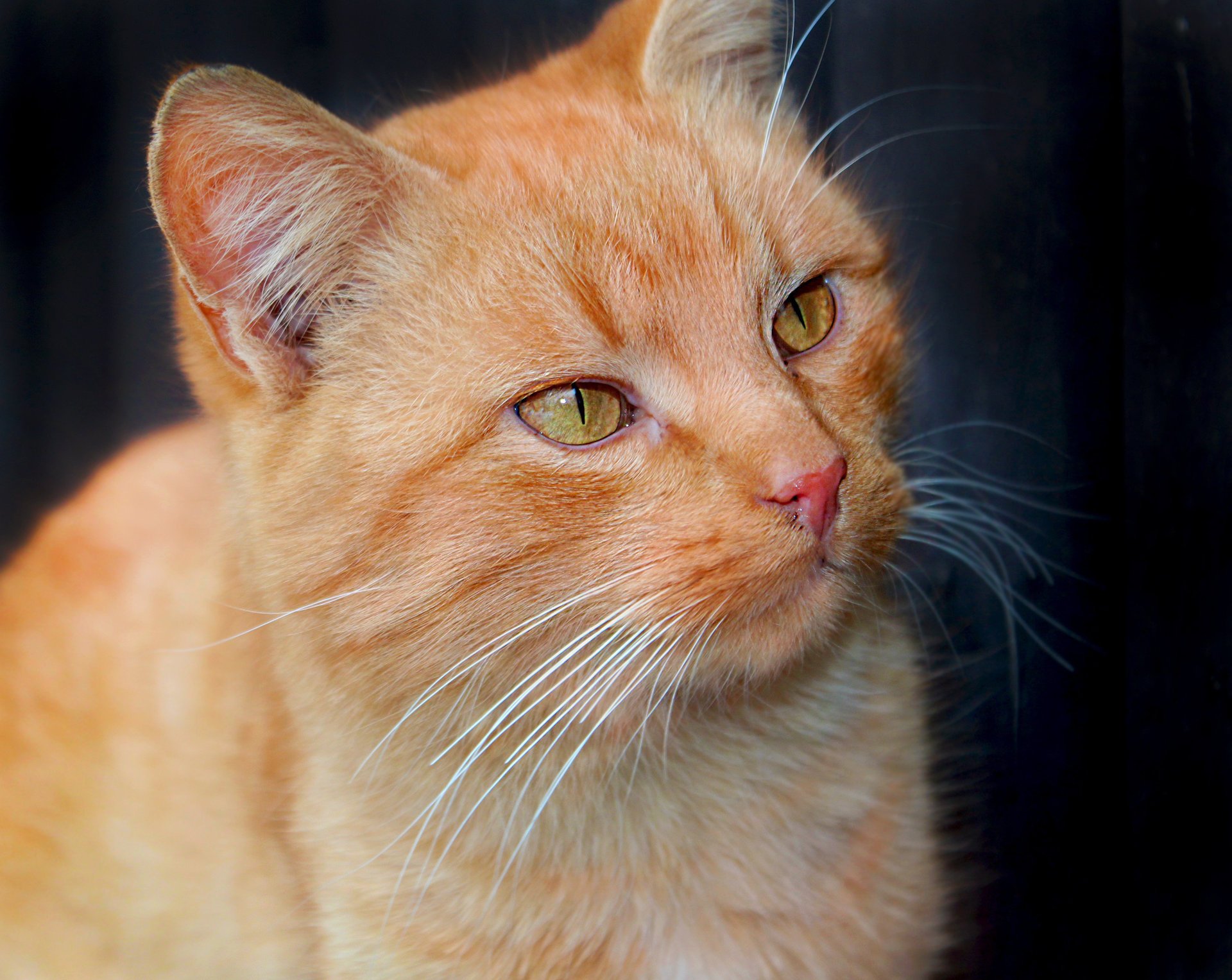 gatto rosso orecchie baffi occhi muso animale sguardo