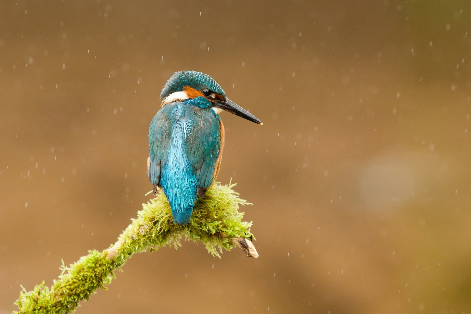 oiseau martin-pêcheur commun alcedo atthis kingfisher branche