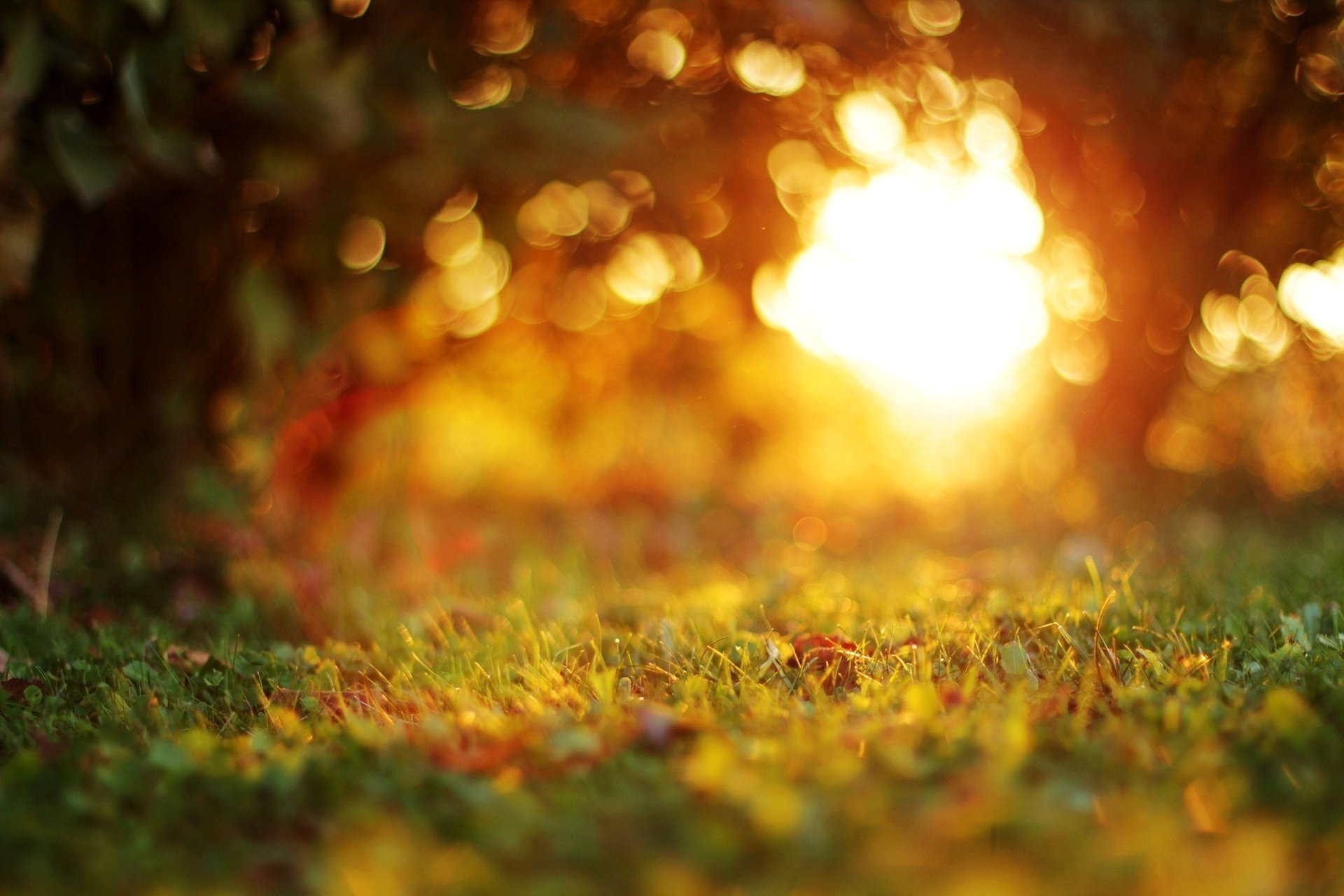 gras bokeh blätter sonnenuntergang bäume abend unschärfe