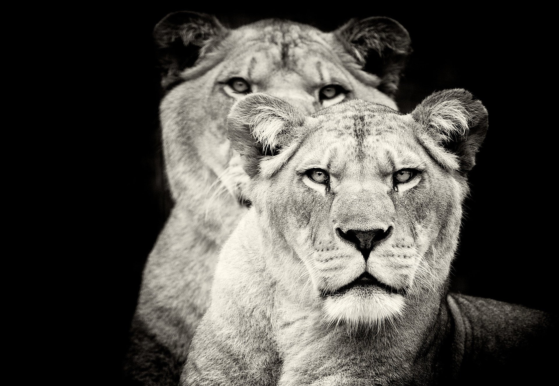 lioness lions predator