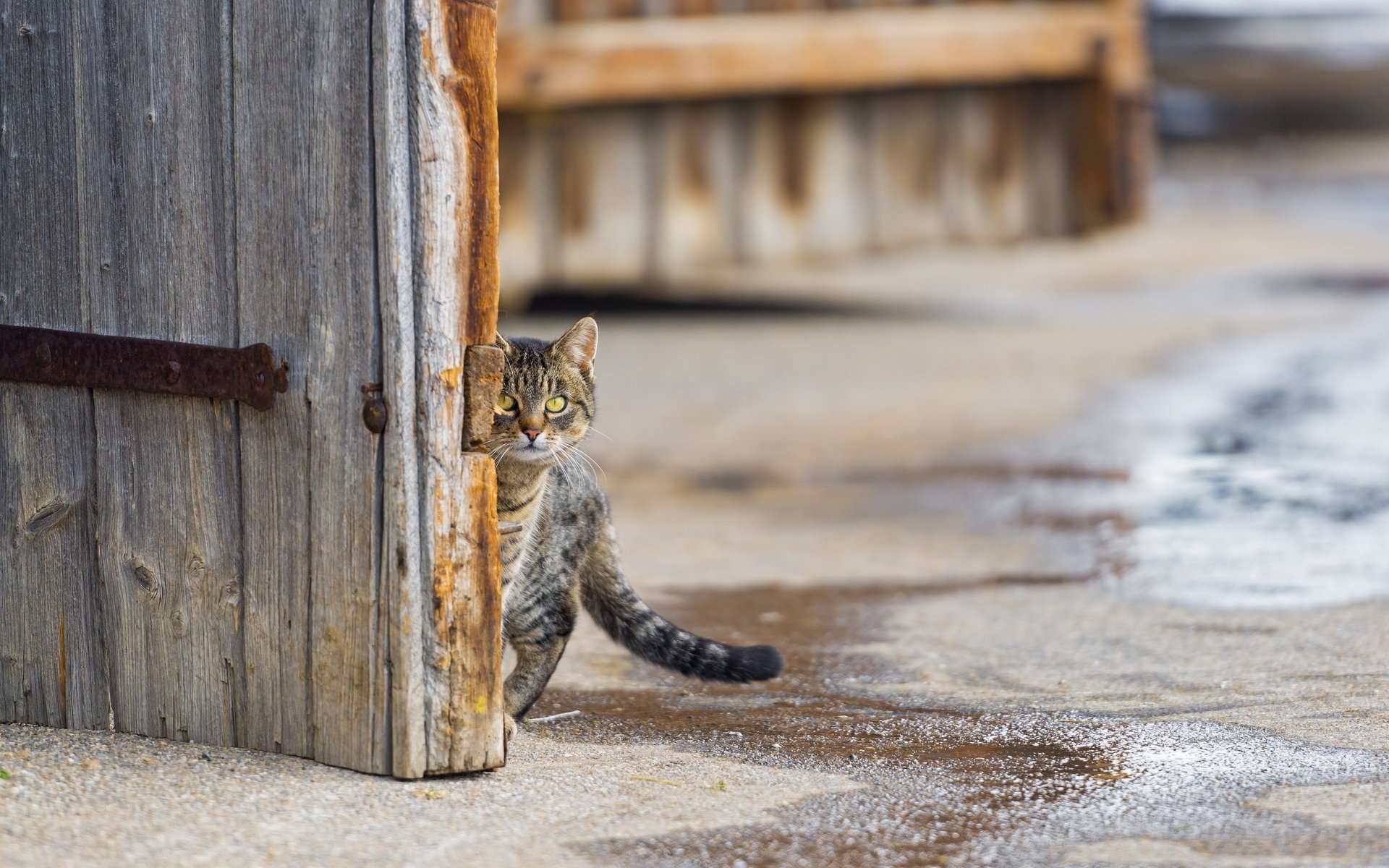 кошка взгляд улица