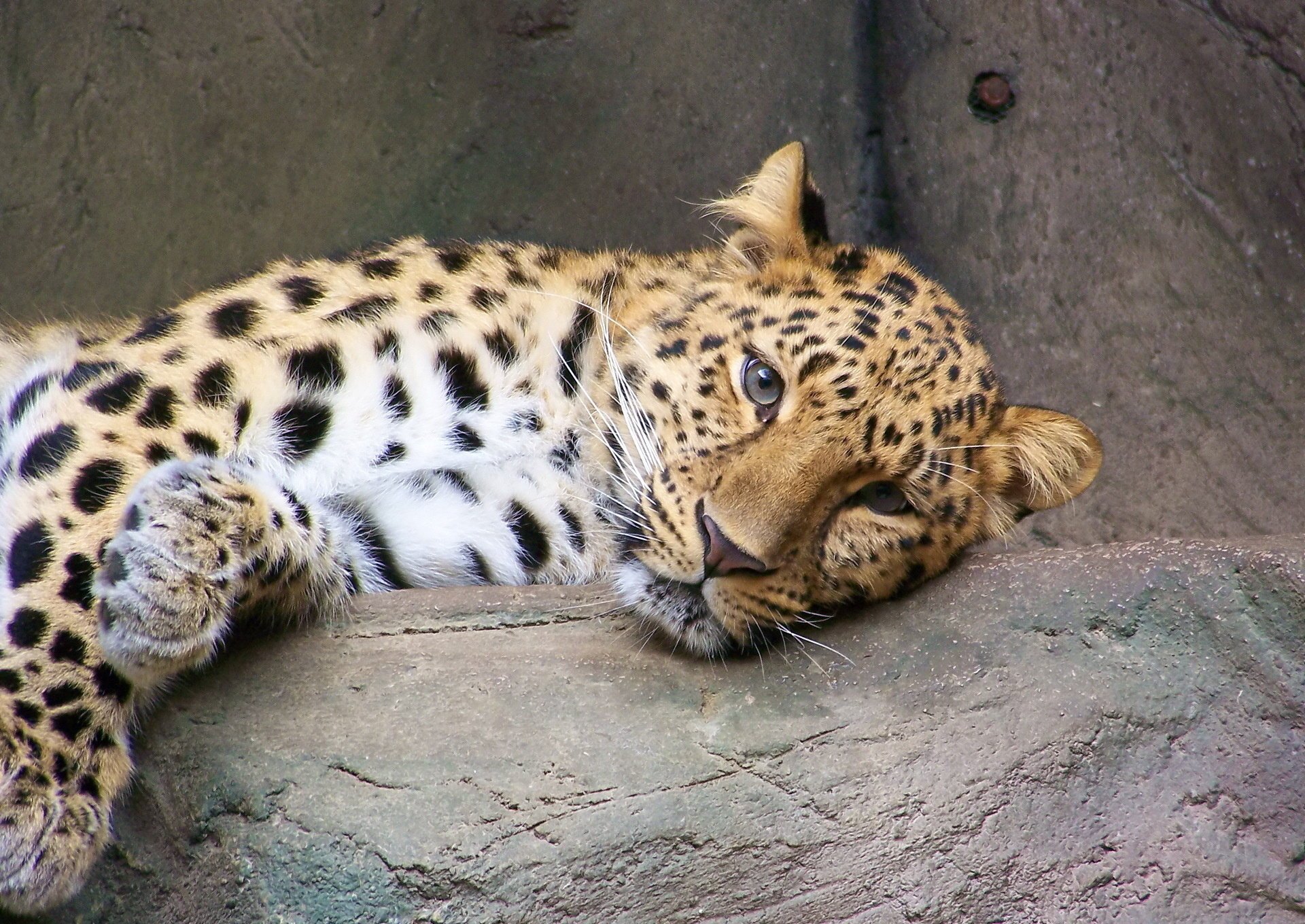 leopardo ocio lejano oriente mirada