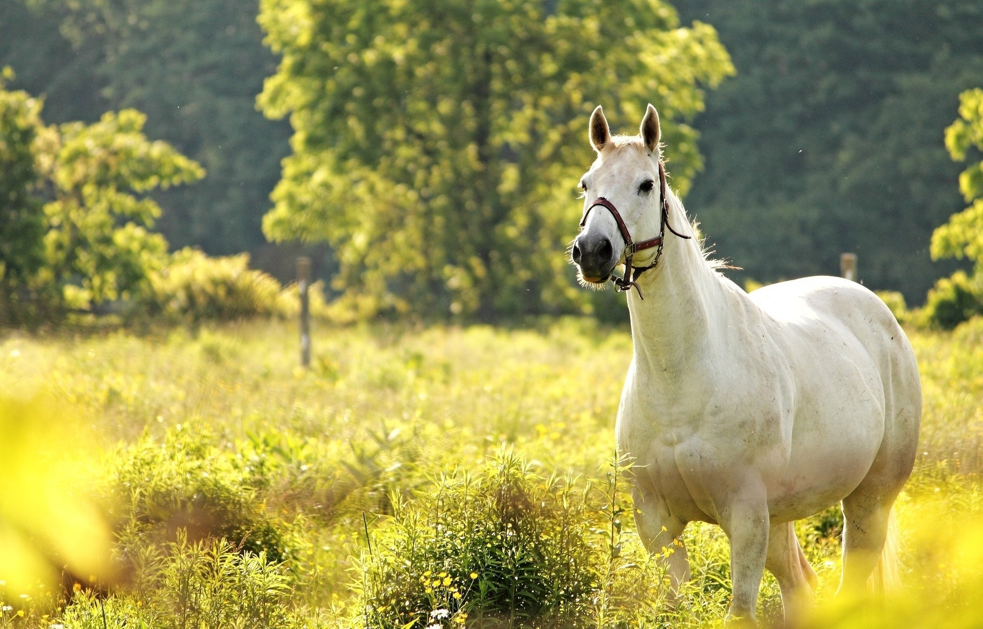 cheval prairie cheval