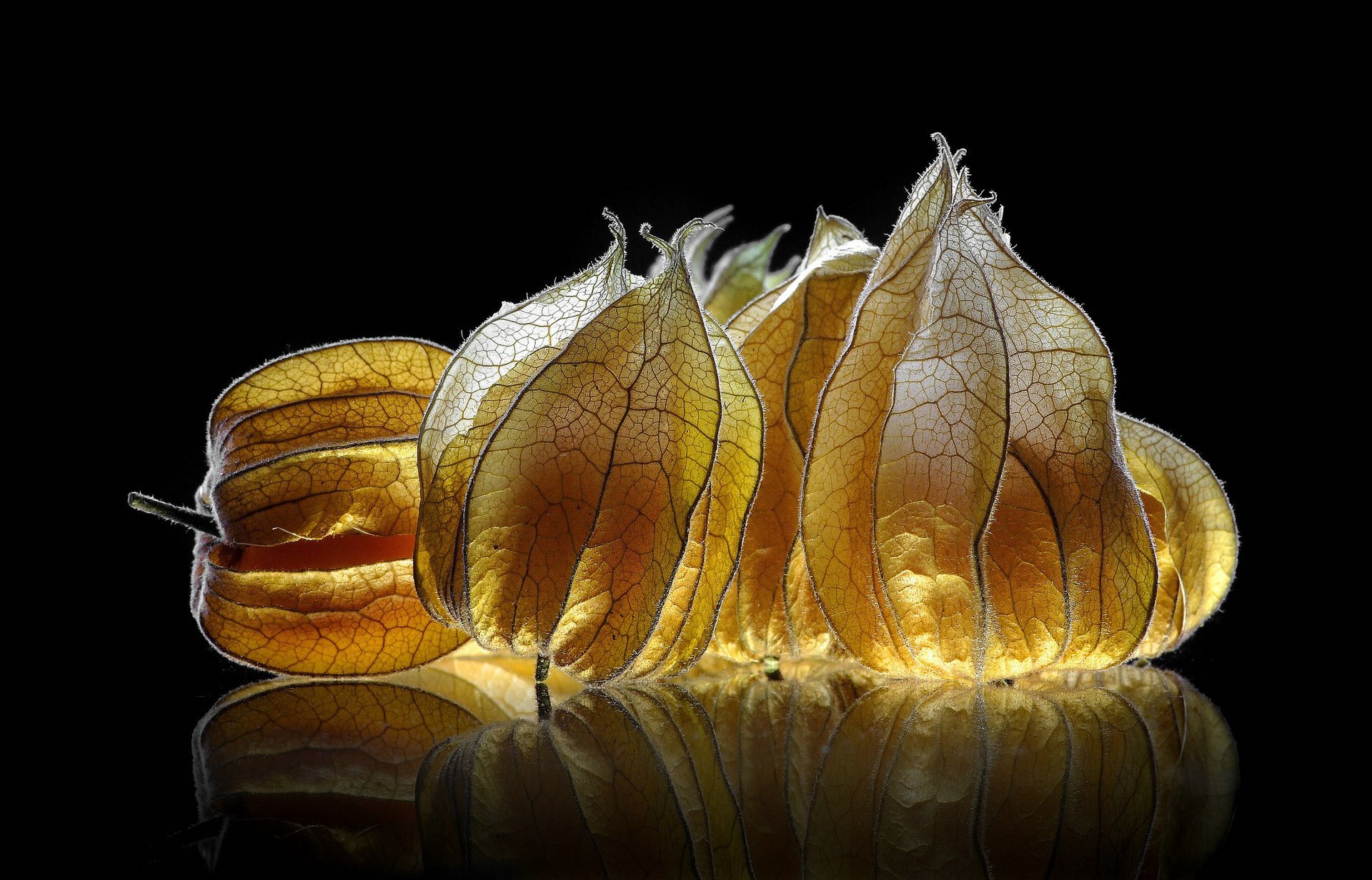 physalis fruit black background reflection lighting