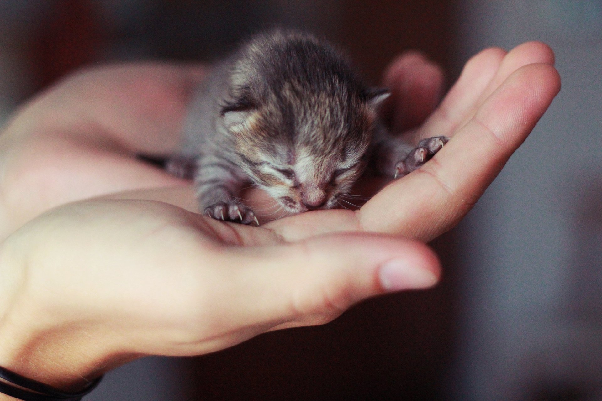 petit chaton aveugle main