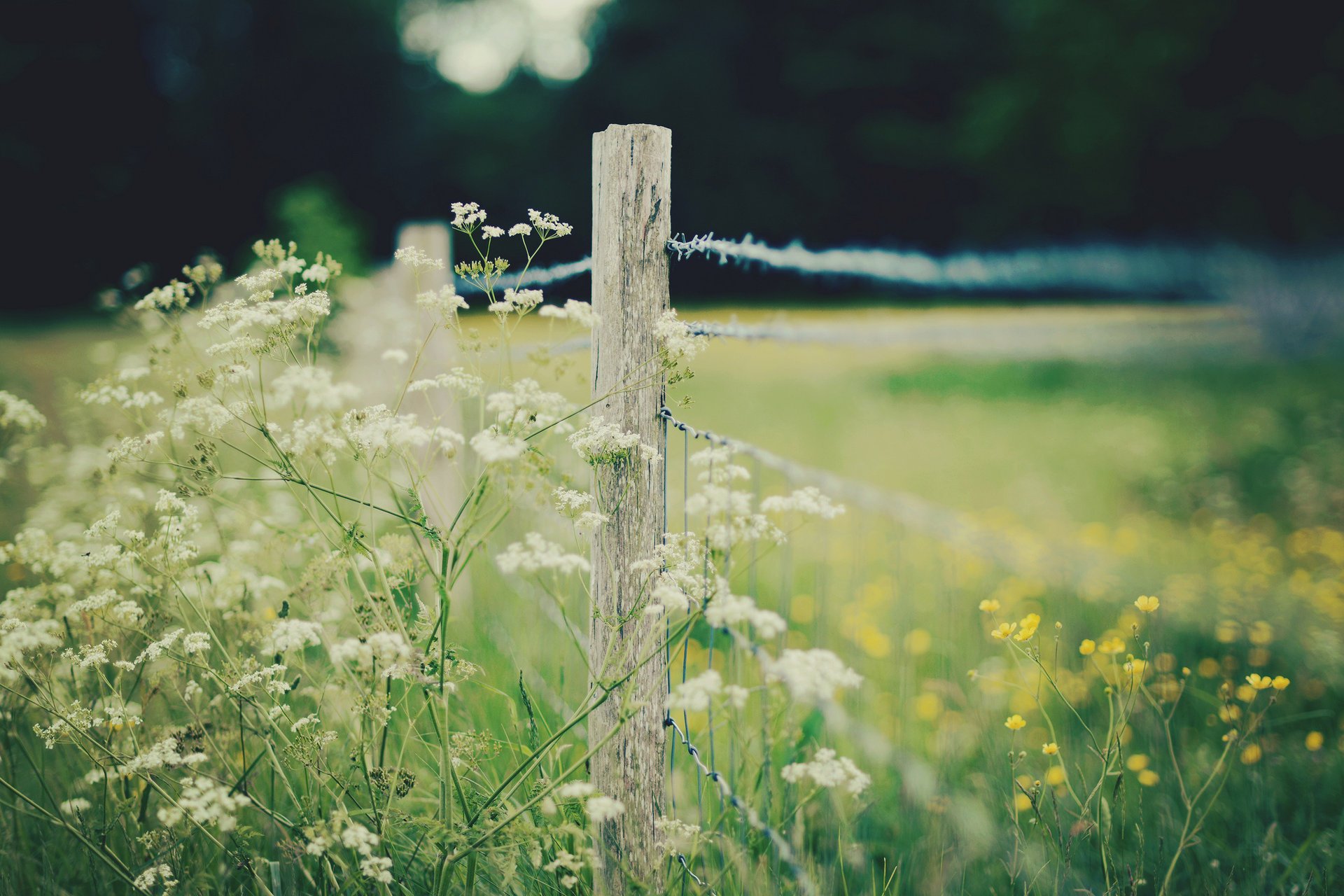 macro flowers fence fencing fence flowers flower