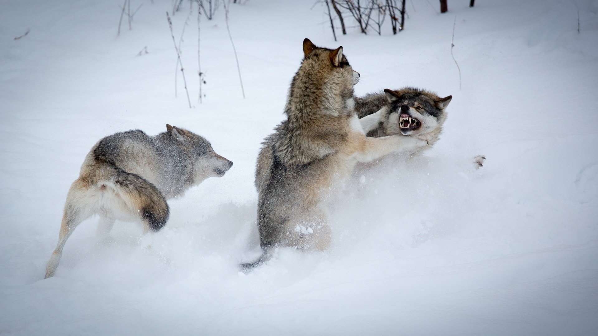 winter wolves snow fight