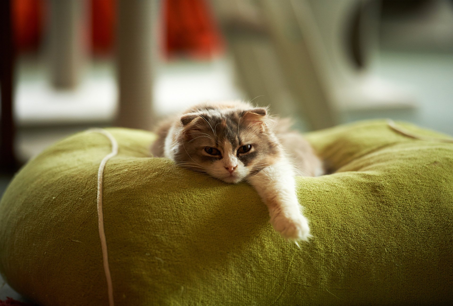 katze liegend pfote ruhe