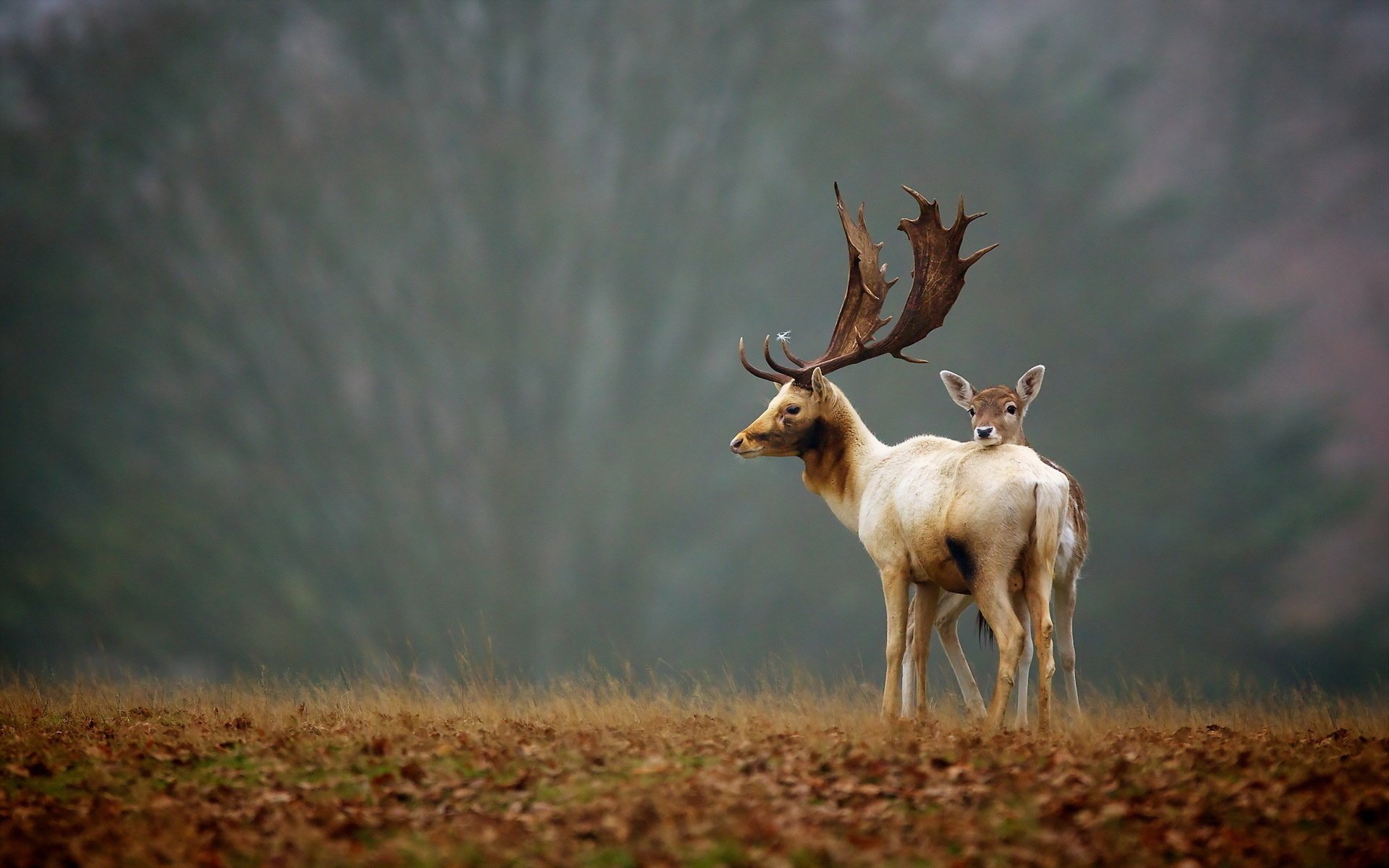 hirsche natur herbst