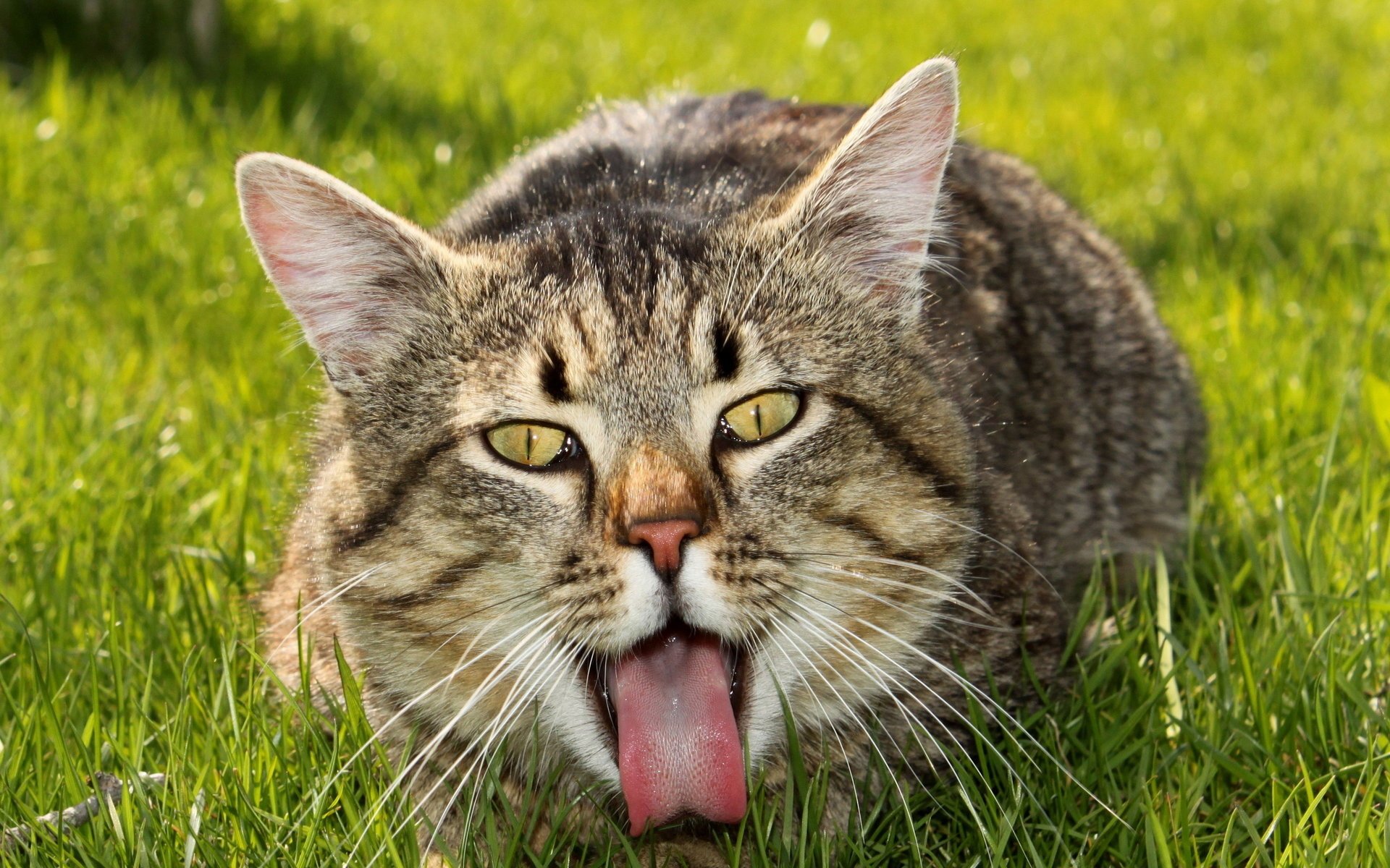 chat été fond