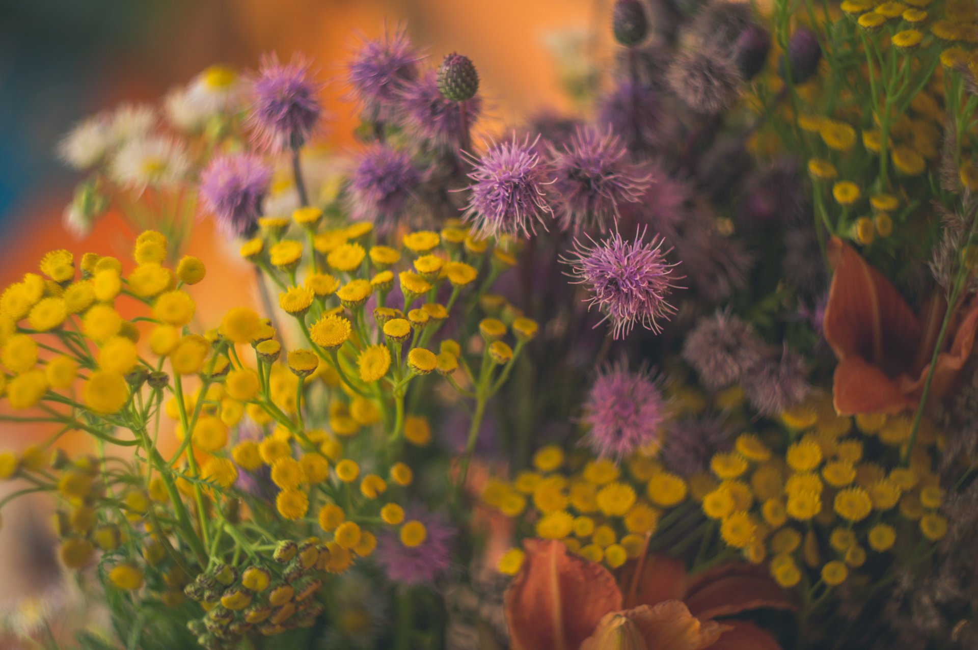 flowers helios 44 tansy field bouquet wildflower