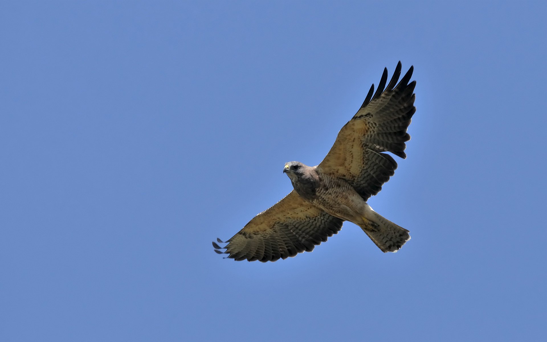 falco cielo uccello ali volo