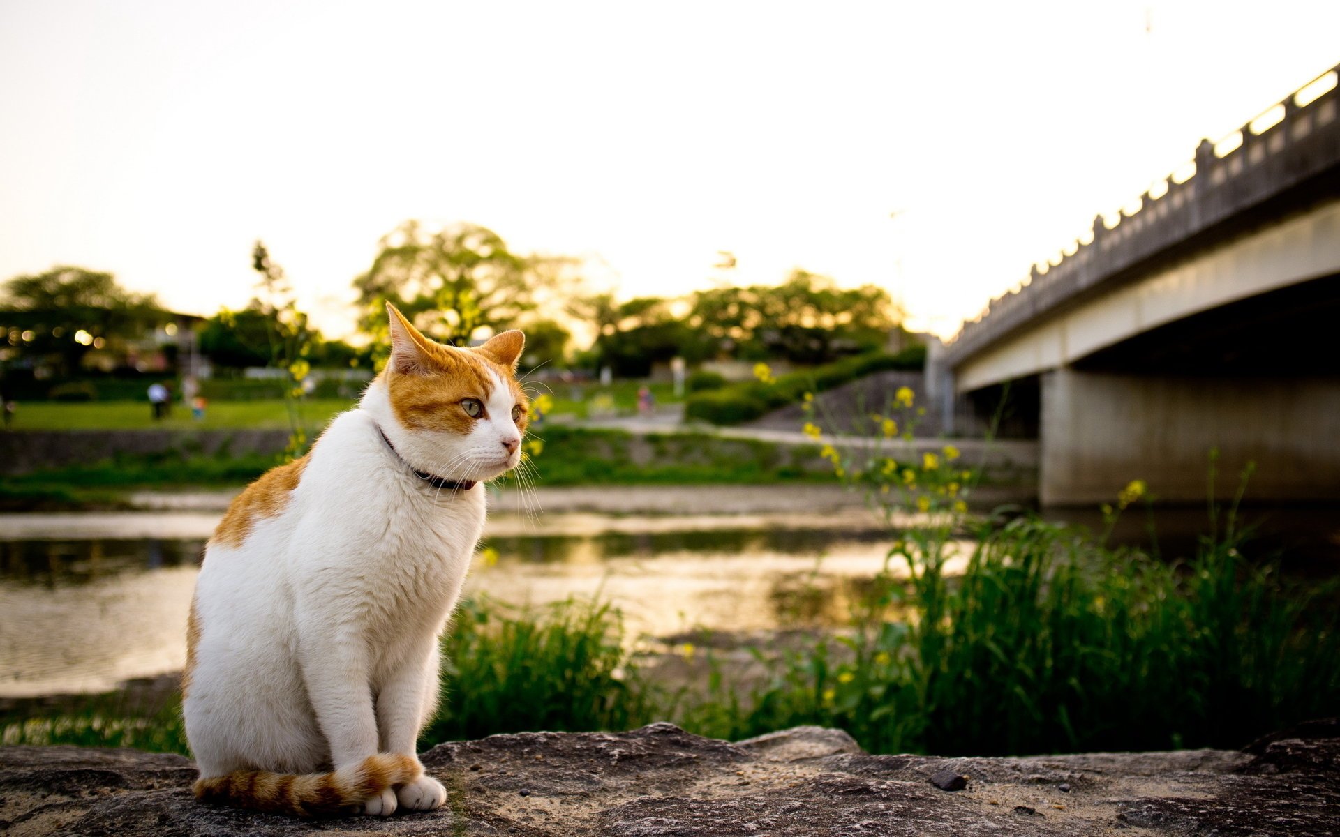 cat river bridge