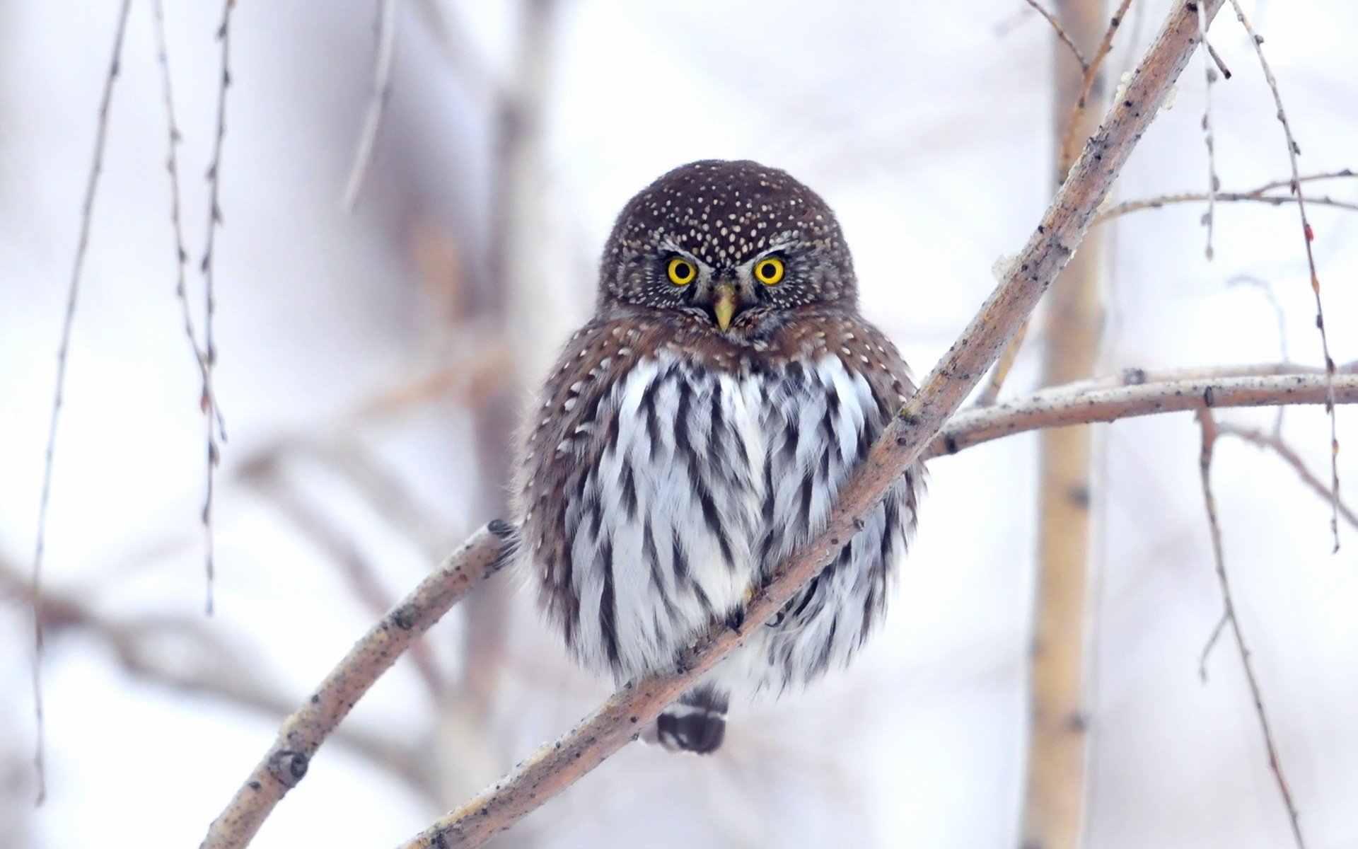 hibou nature fond