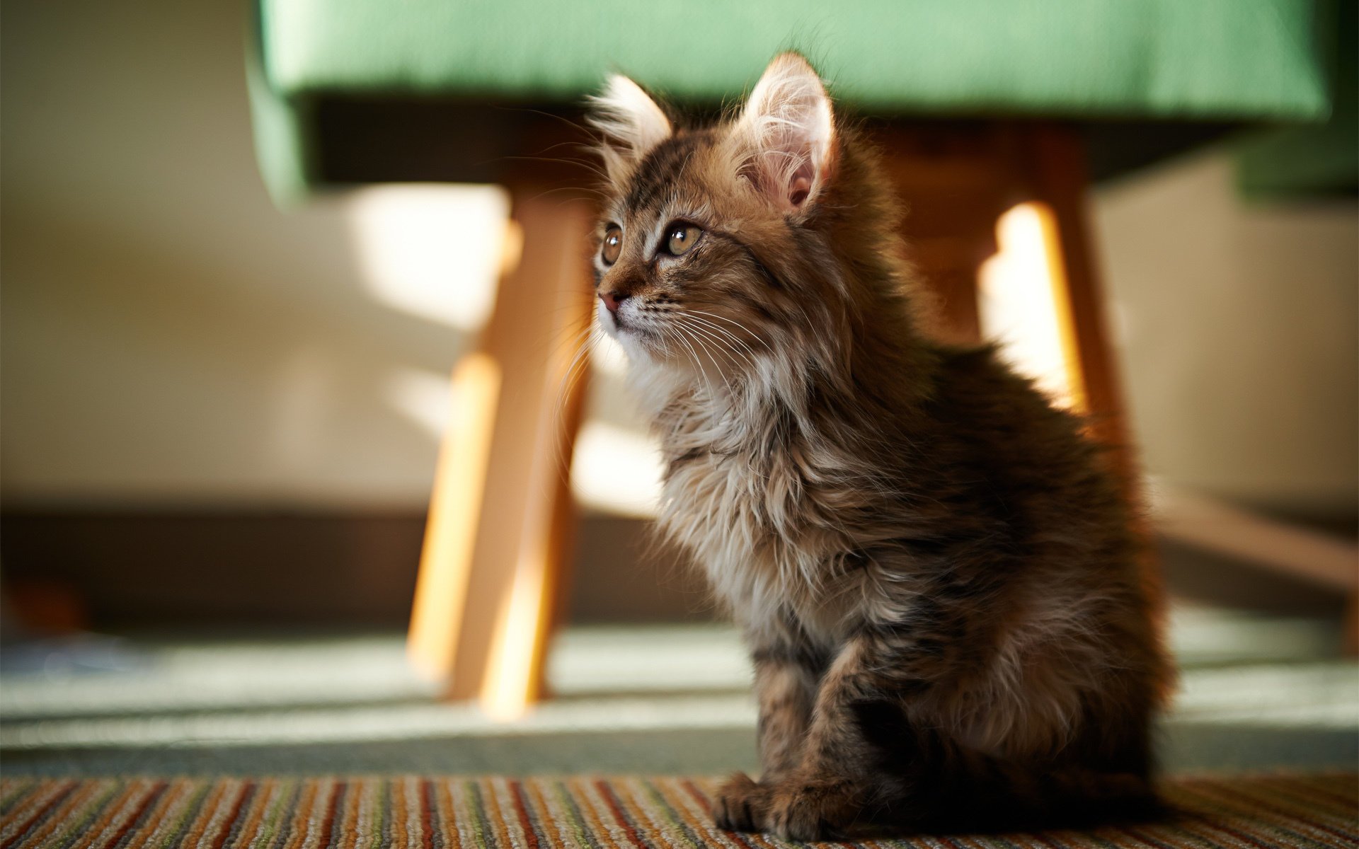 chat moelleux chat chambre