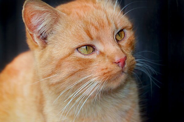 Los ojos verdes brillantes de un gato melocotón