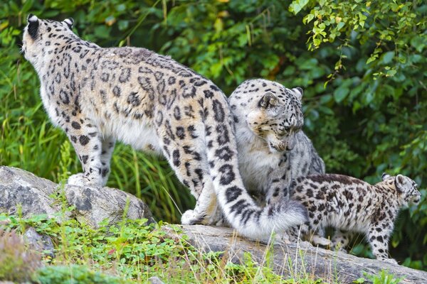 A family of snow leopards on a background of green leaves