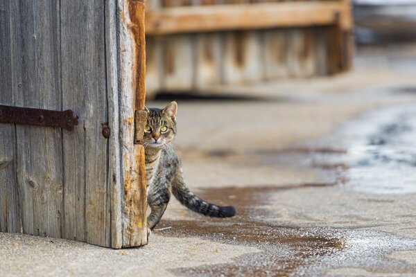 The cat cautiously looks out from behind the door